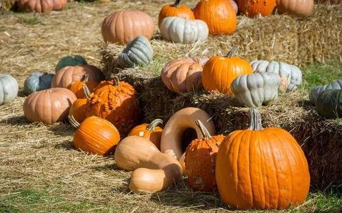 吃瓜的情景,揭秘吃瓜群众的欢乐时光