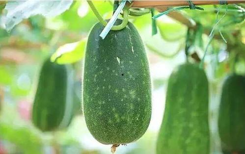 三叶草吃瓜说娱乐