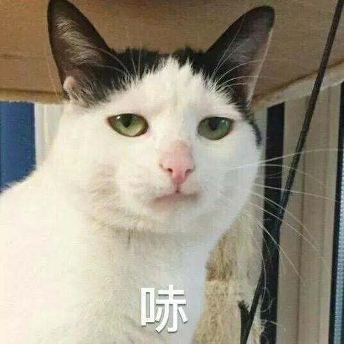 吃瓜娱乐的喵哥是谁啊图片,吃瓜娱乐界的神秘喵星人
